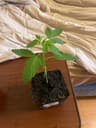 First time grower