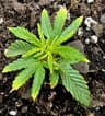 First serious grow